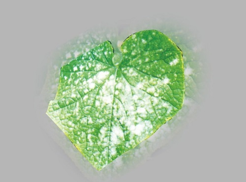 【重點(diǎn)介紹】植物病害診斷儀快速診斷植物病害的優(yōu)勢(shì)盤點(diǎn)