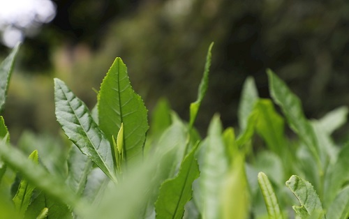 茶葉大國(guó)應(yīng)用，土壤養(yǎng)分檢測(cè)儀可以對(duì)茶葉合理施肥有何等指導(dǎo)作用？