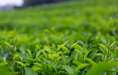 土壤溫濕度儀助推傳統(tǒng)茶產(chǎn)業(yè)優(yōu)質(zhì)發(fā)展，指導(dǎo)灌溉作業(yè)