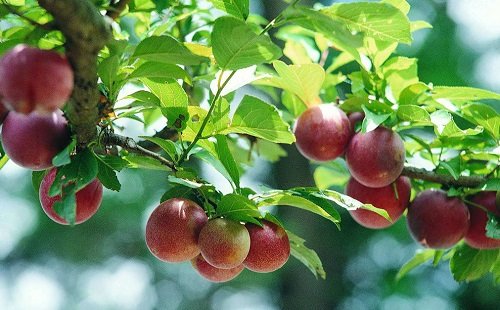 土壤墑情監(jiān)測(cè)系統(tǒng)助力“智慧種果”產(chǎn)銷(xiāo)兩旺