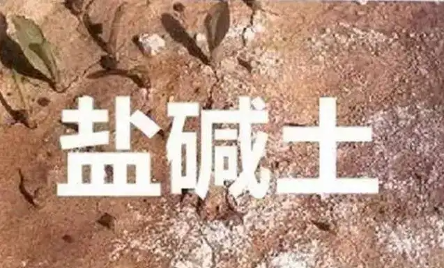 作物為什么生長不健康，用土壤EC計測測便知