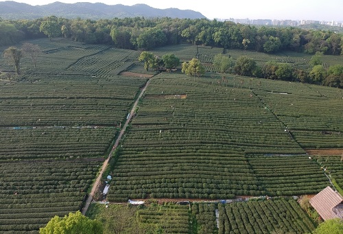 肥料不是越多越，利用測(cè)土儀提高化肥利用率