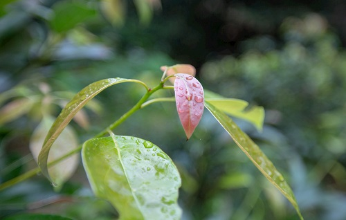 如何利用土壤墑情測(cè)量?jī)x指導(dǎo)香樟樹(shù)培育？