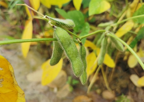 大豆種植不景氣？土壤養(yǎng)分測(cè)試儀找到了新出路