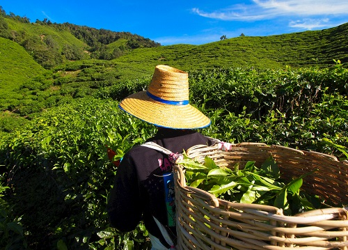 茶園里面的土壤應(yīng)該如何檢測(cè)？利用土壤儀器對(duì)茶園土壤的有效管理
