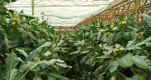 大棚土壤鹽漬化會(huì)對(duì)蔬菜種植（根、葉、果）帶來哪些危害？